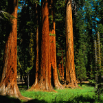 california-redwoods250